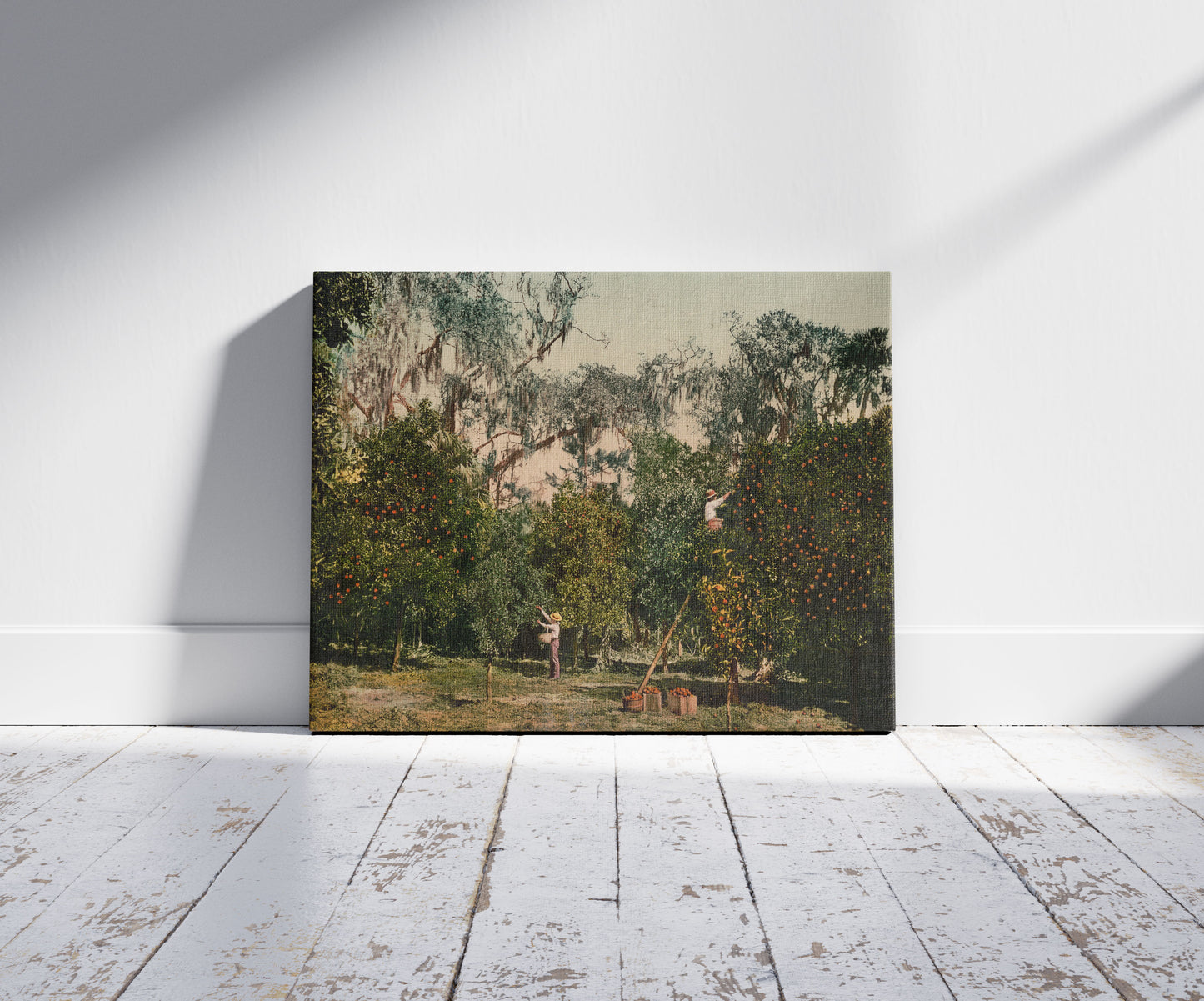 A picture of An Indian River Orange Grove, Florida