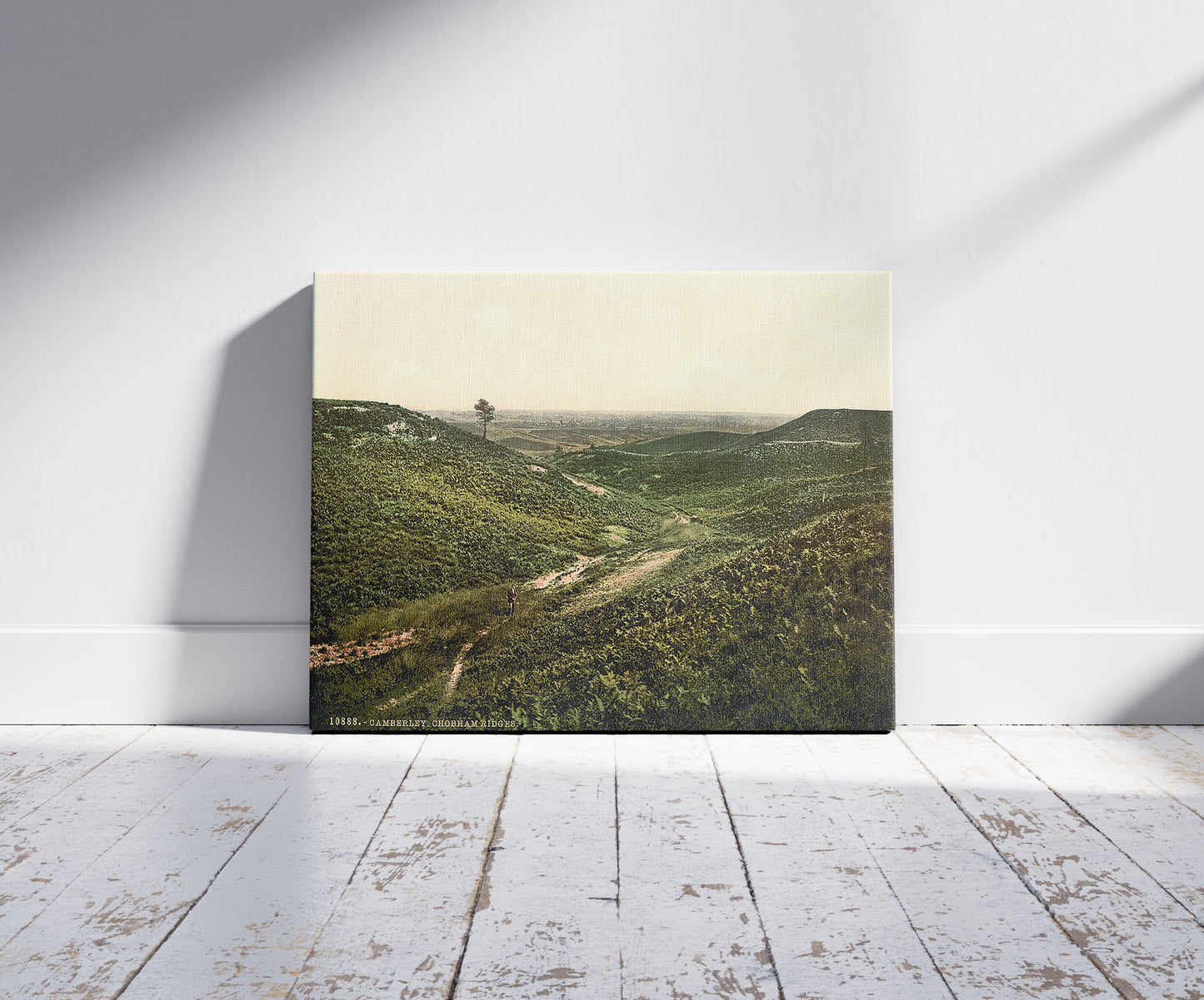 A picture of Chobham Ridges, Camberley, England