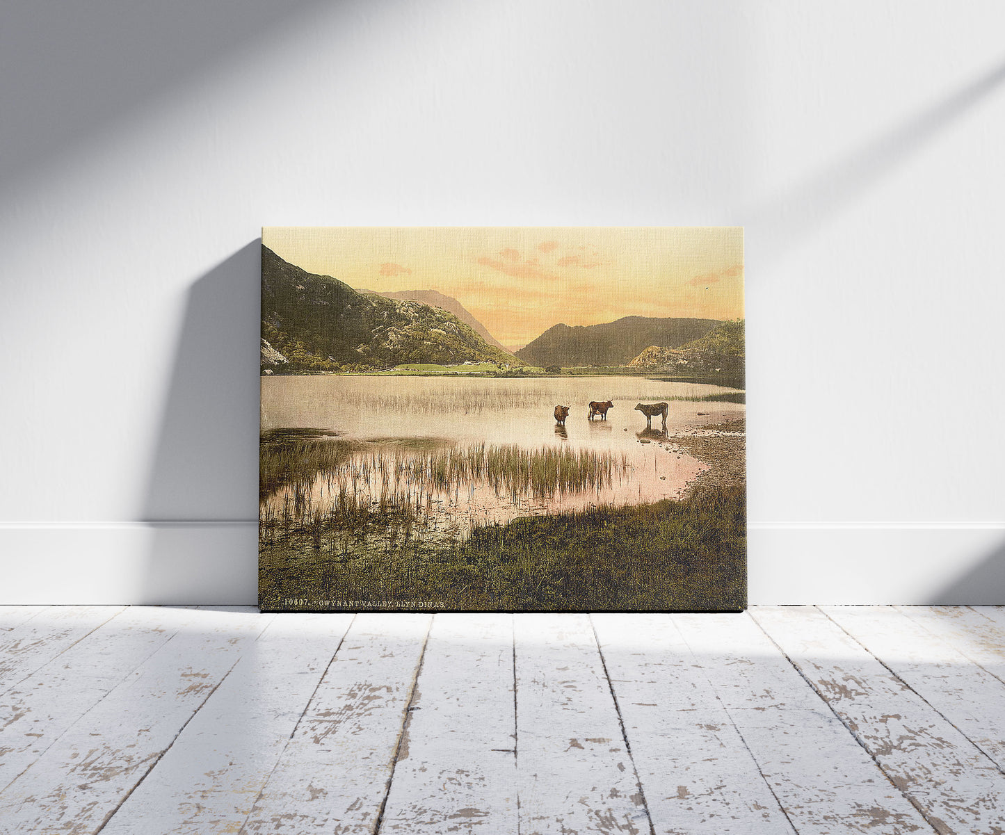 A picture of Llyn Dinas (cattle study), Gwynant Valley, Wales