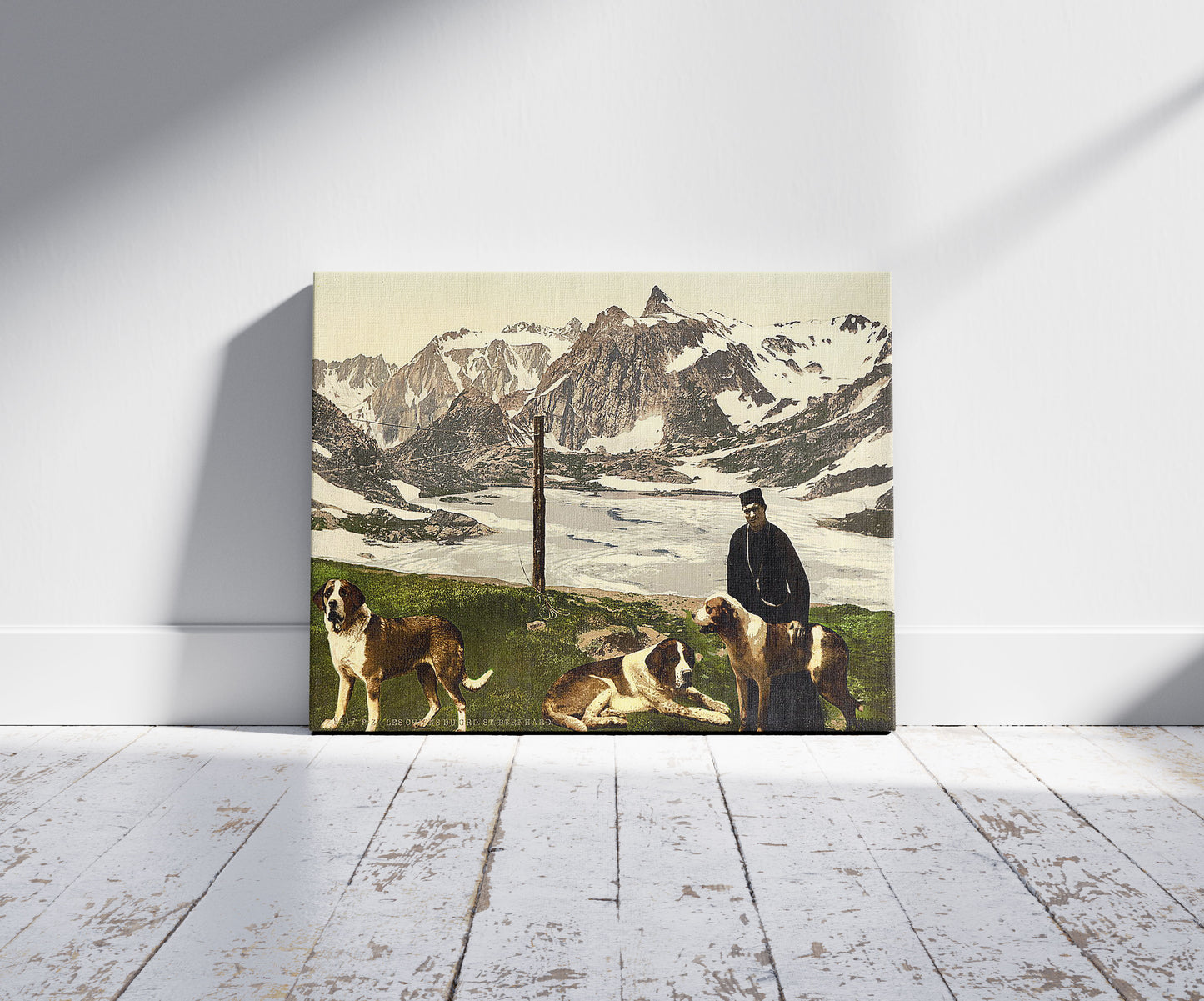 A picture of St. Bernard dogs, Valais, Alps of, Switzerland