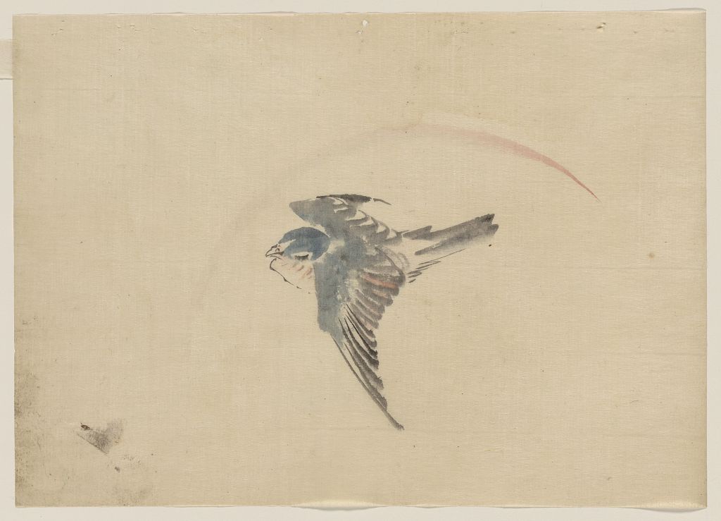A picture of A bird flying to the left, seen from above