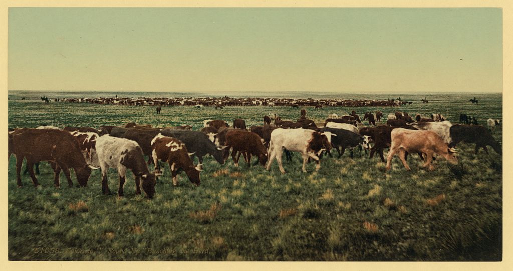 A picture of Colorado. "Round up," bunching the herd