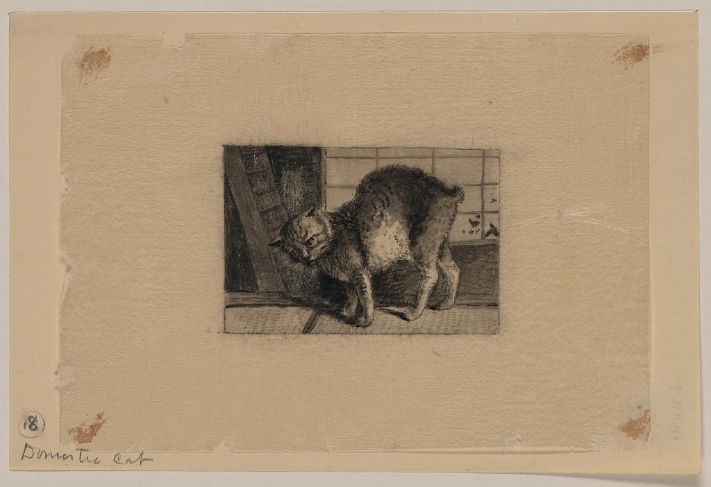 A picture of Domestic cat
