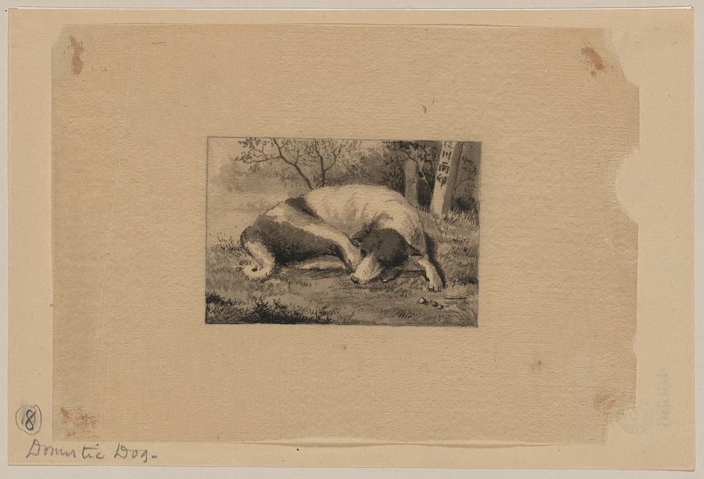 A picture of Domestic dog
