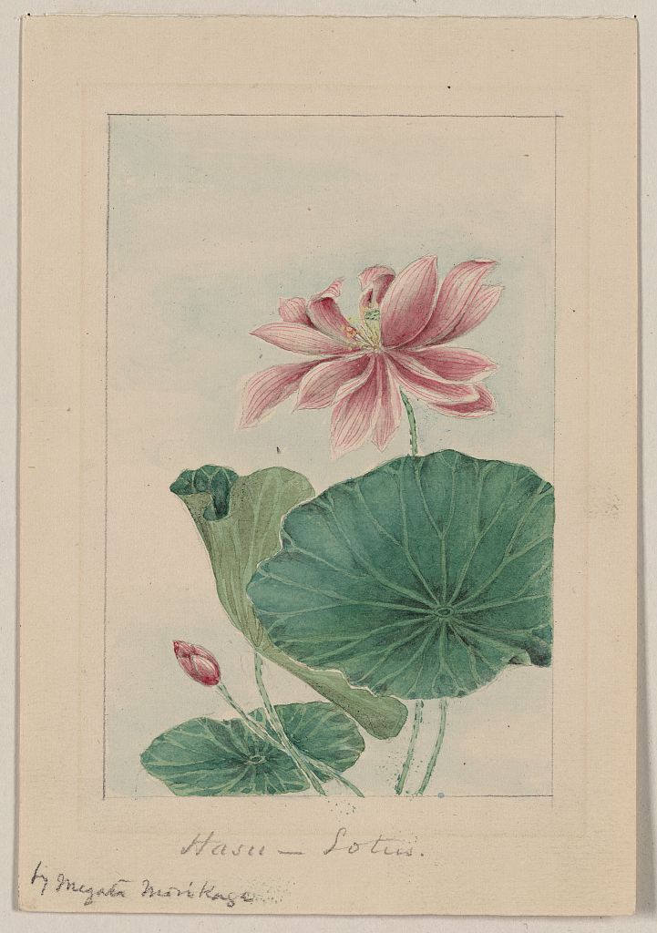 A picture of Hasu - lotus