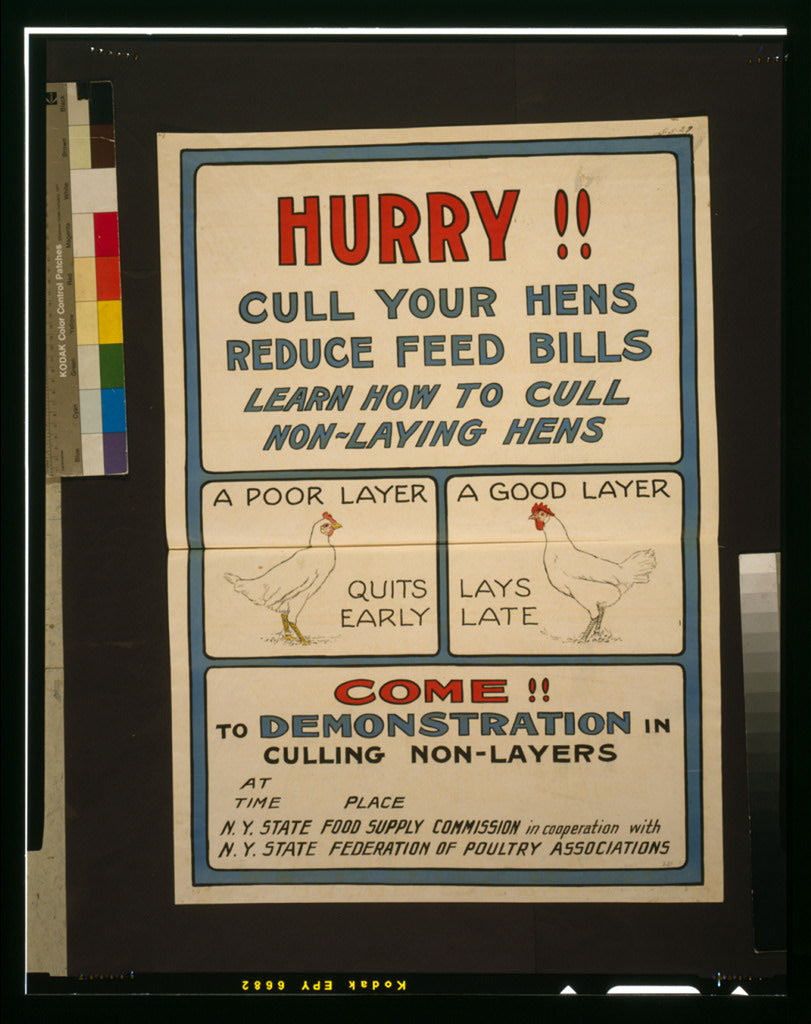 A picture of Hurry!! Cull your hens, reduce feed bills