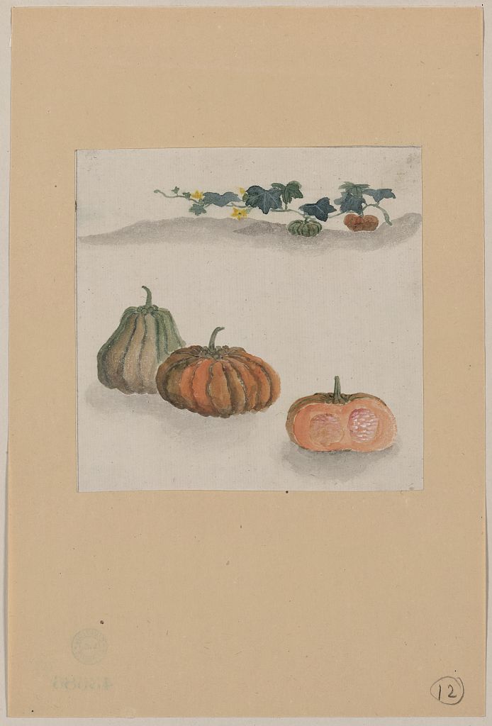 A picture of Kabocha squash with plant growing in the background