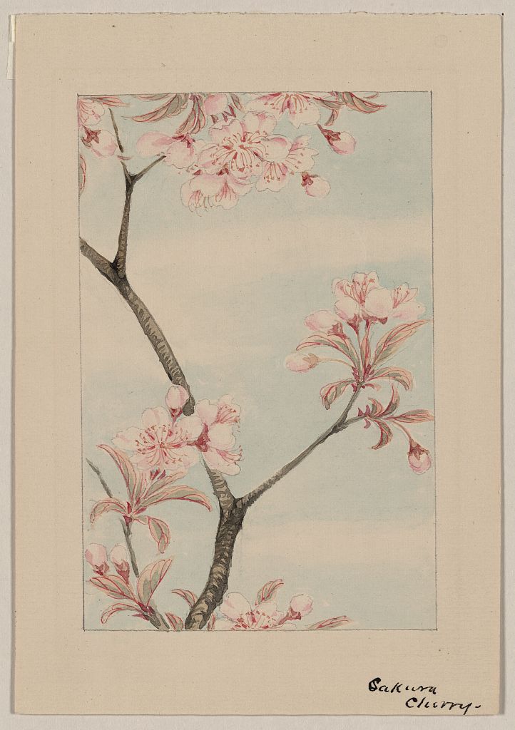 A picture of Sakura cherry