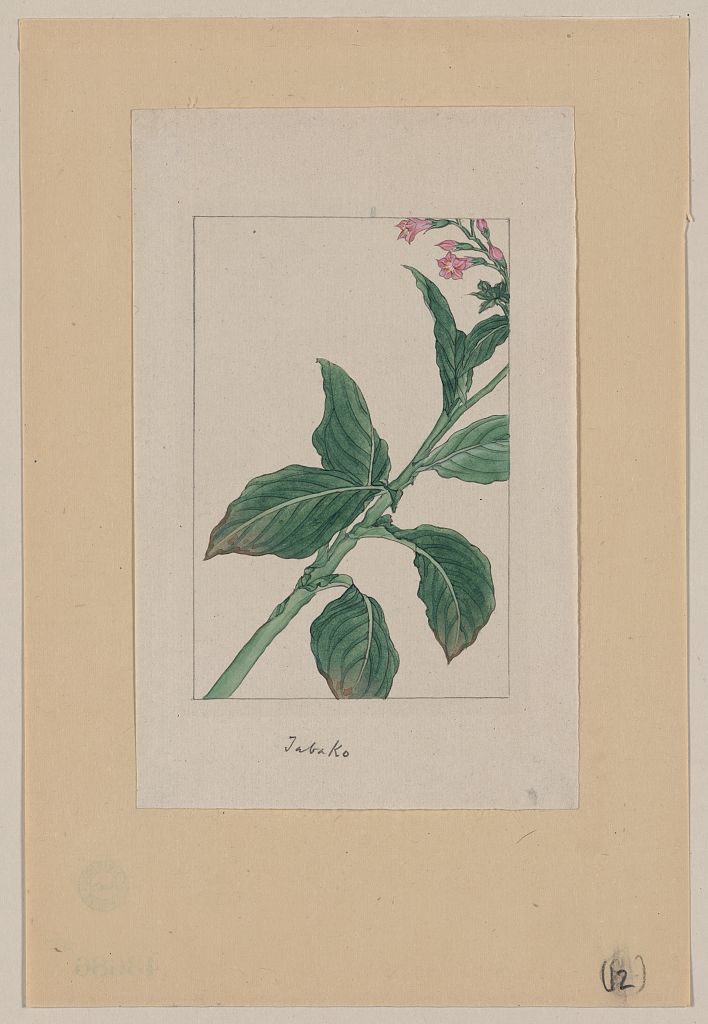 A picture of Tabako