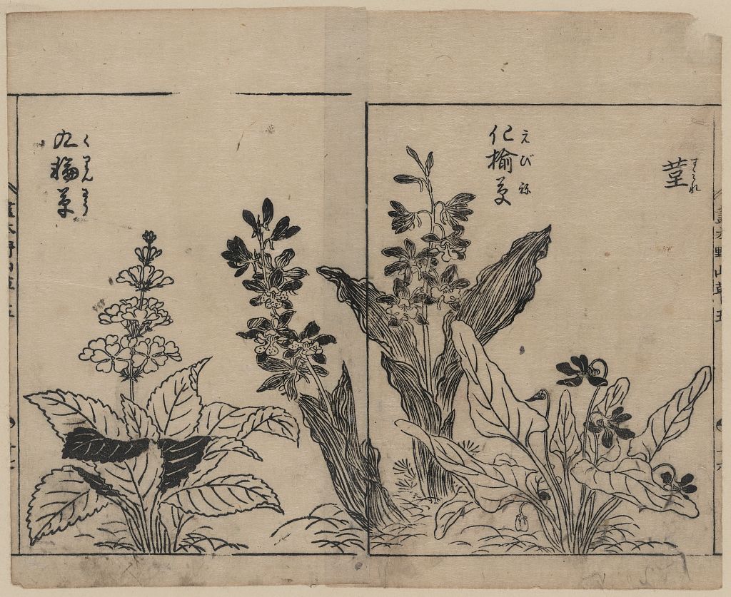 A picture of Violets, arrow arum(?), and primrose