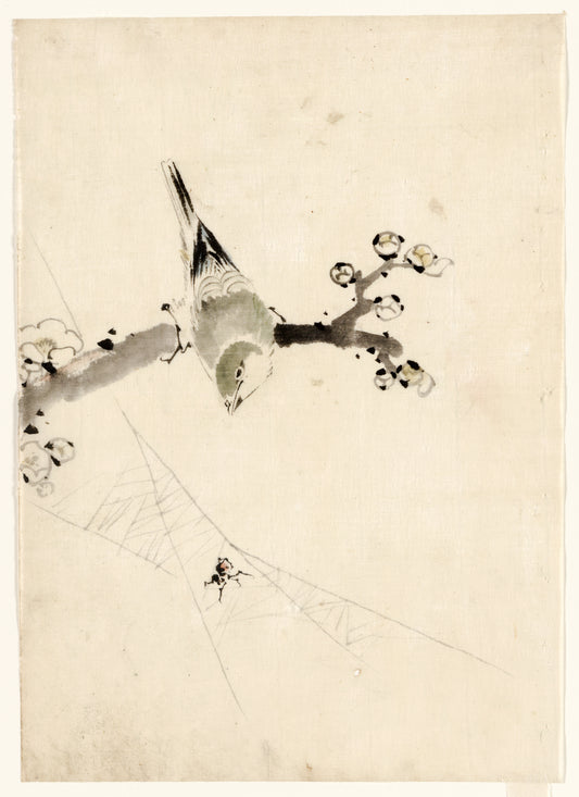 A picture of A bird perched on a tree branch with blossoms, watching a spider on a web