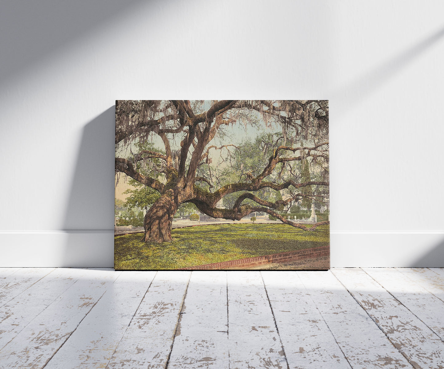 A picture of A live oak in Magnolia Cemetery, Charleston, S.C.