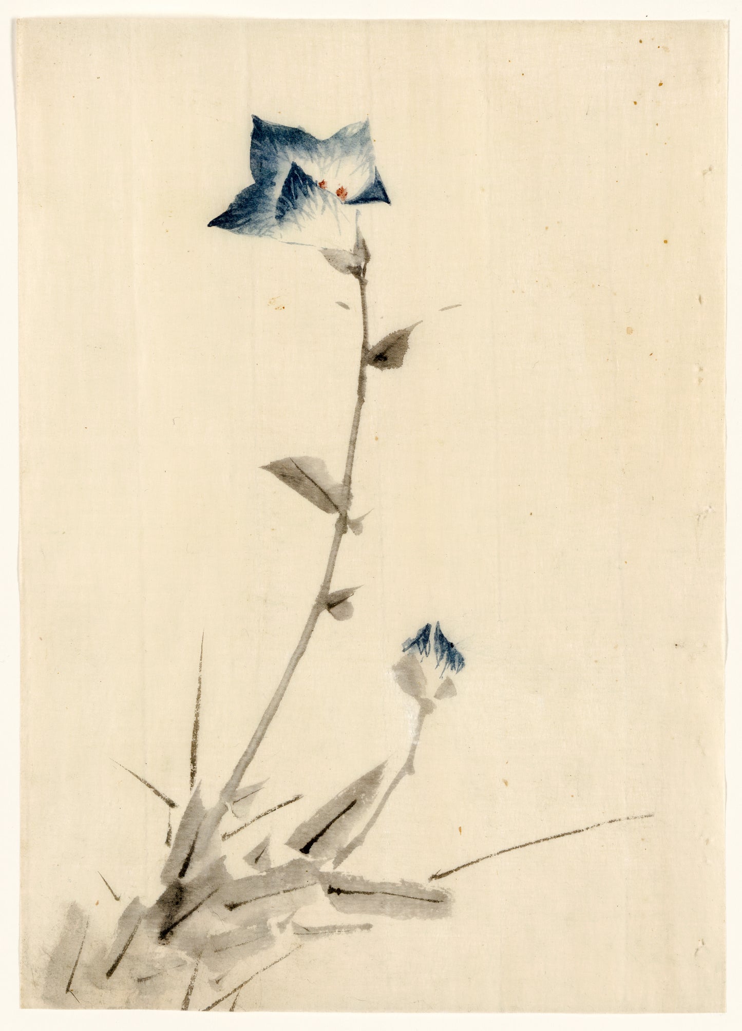 A picture of Blue flower blossom and bud at the end of a stalk