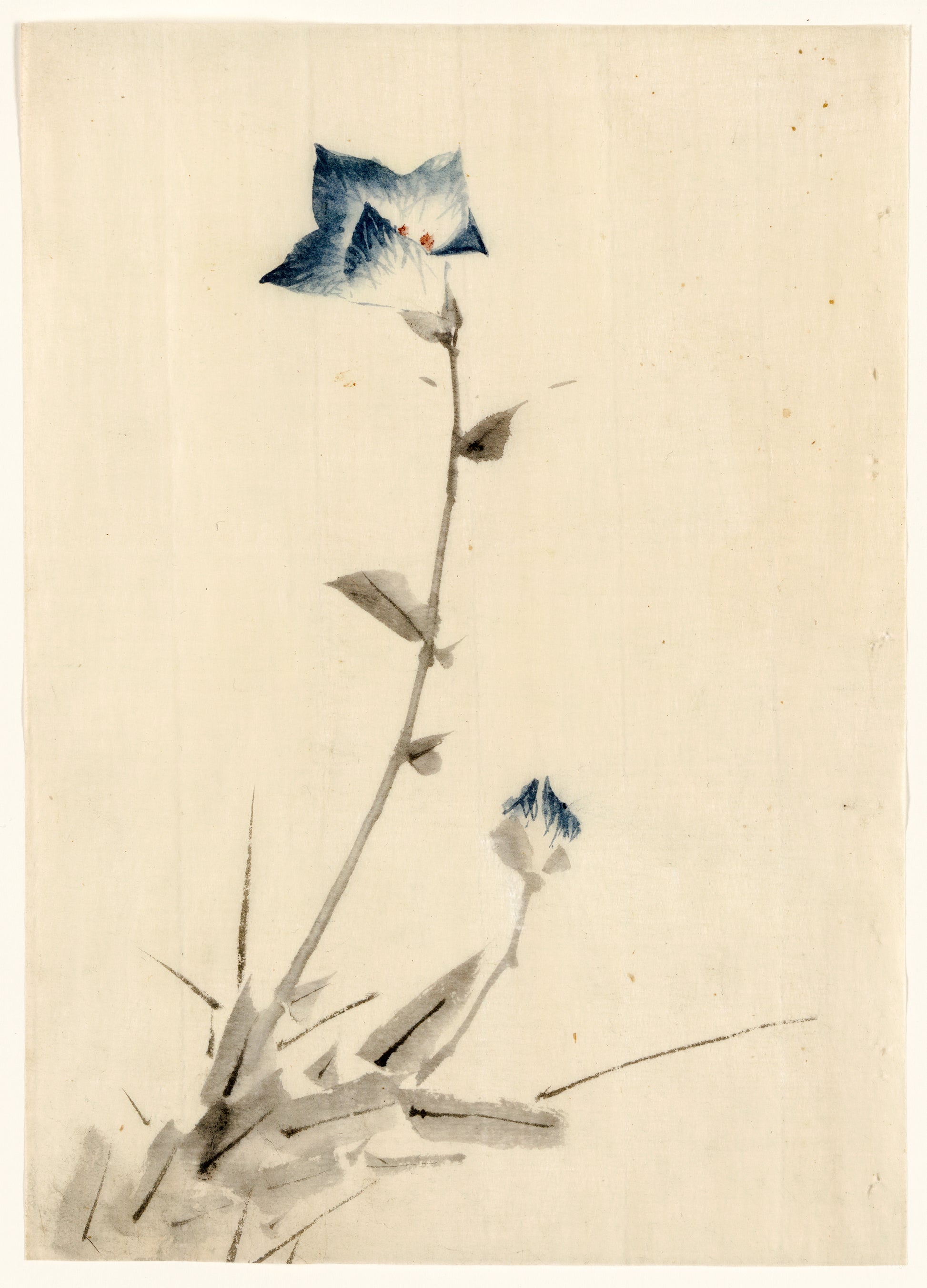 A picture of Blue flower blossom and bud at the end of a stalk