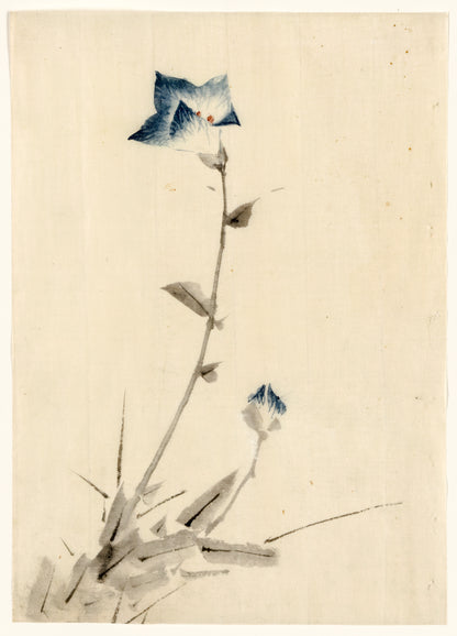 A picture of Blue flower blossom and bud at the end of a stalk
