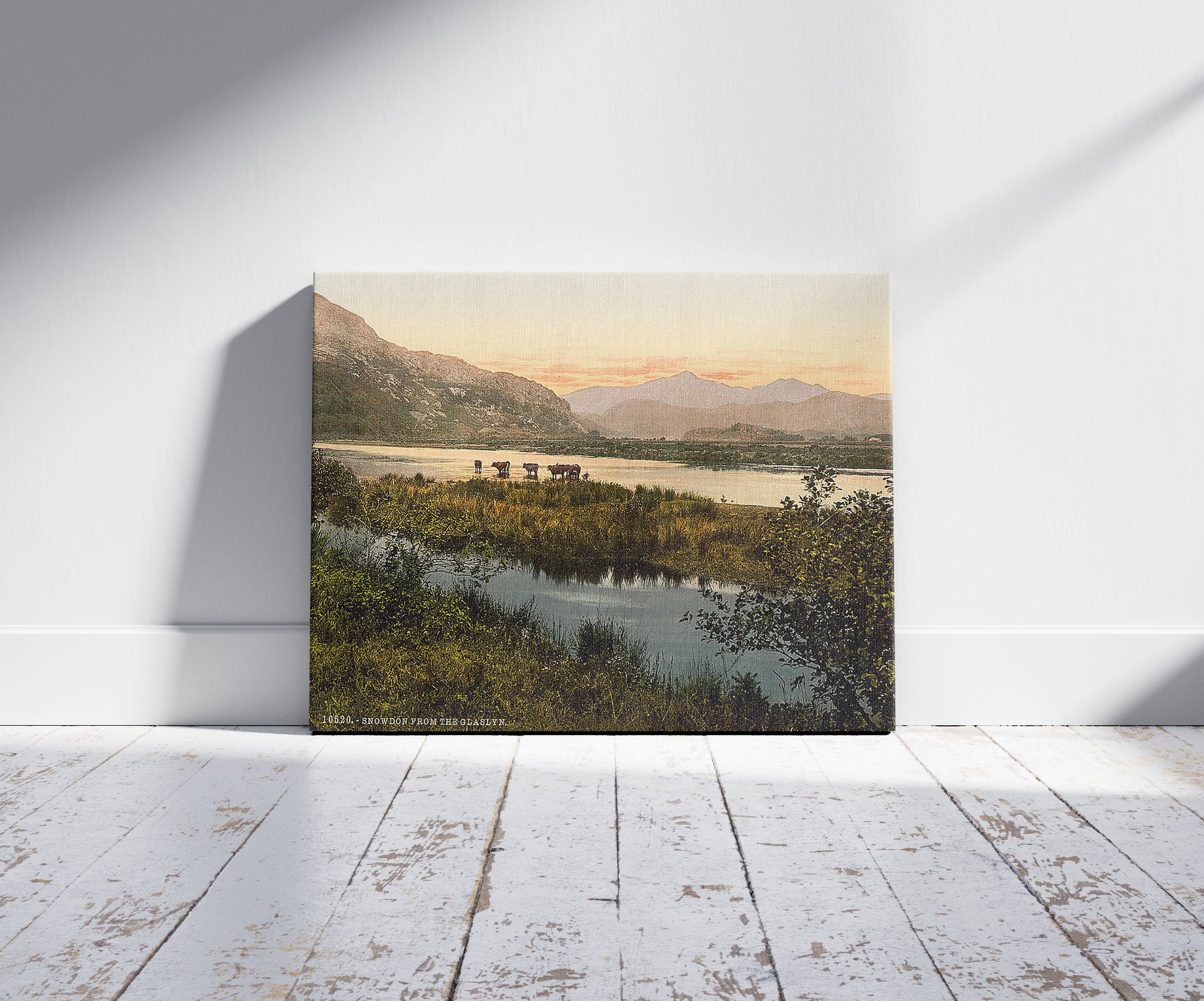 A picture of From Glaslyn (cattle study), Snowdon, Wales