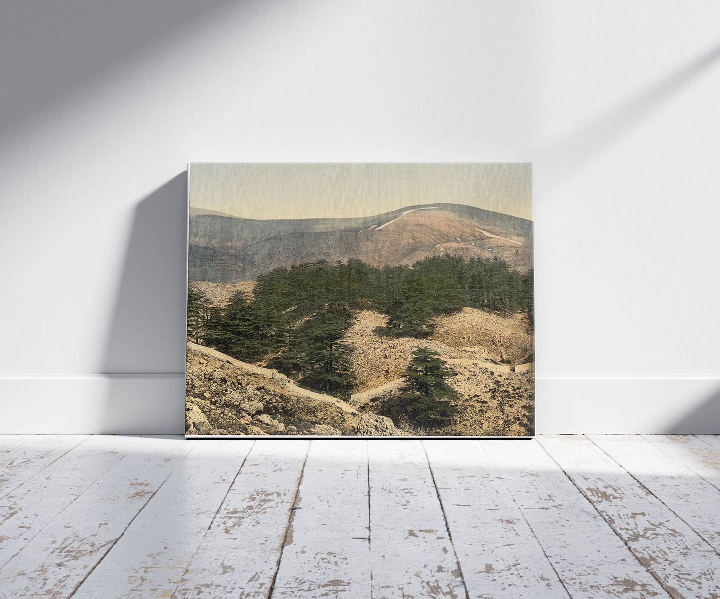 A picture of General view of the cedars of Lebanon, Lebanon, Holy Land