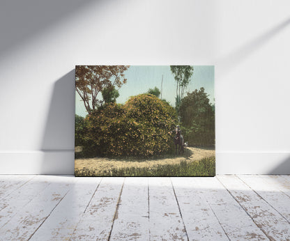 A picture of Gold of Ophir rose bush, a mockup of the print leaning against a wall