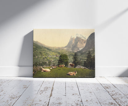 A picture of Grindelwald, cows in pasture, Bernese Oberland, Switzerland