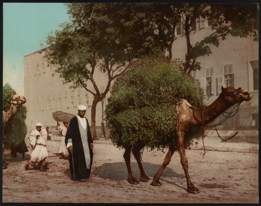 A picture of Kairo, fellahs transportant des fourrages à la ville