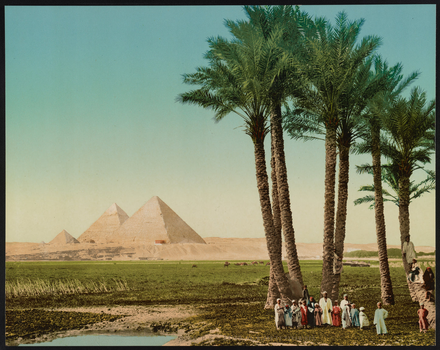 A picture of Kairo, palmiers et pyramides