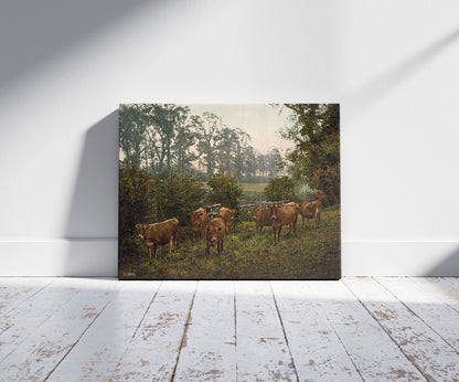 A picture of Milking time, England