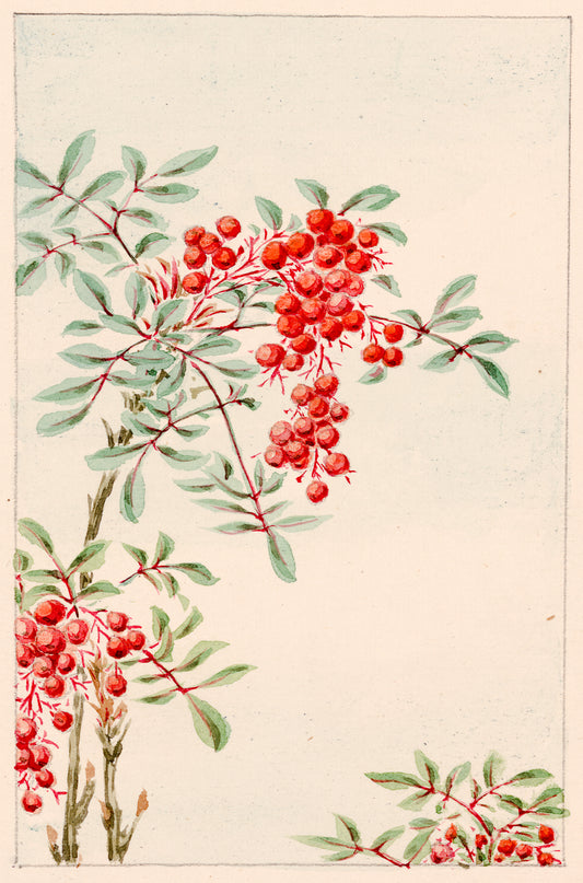 A picture of Nandina bush with berries