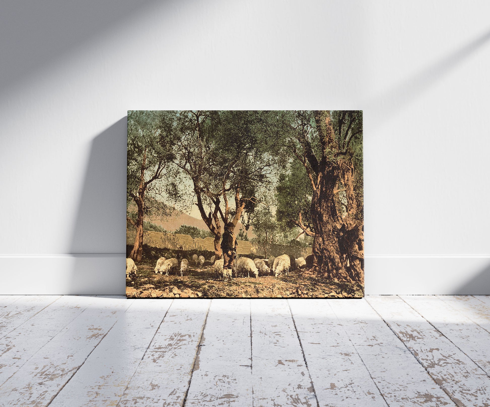 A picture of Shephard tending sheep in olive grove, Mentone, Riviera, a mockup of the print leaning against a wall