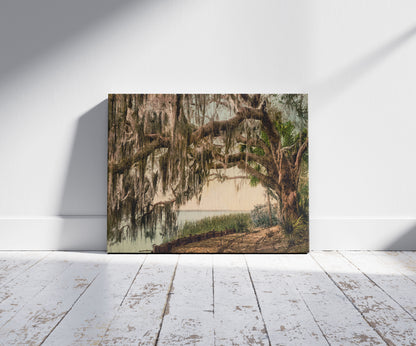 A picture of Spanish moss on Royal Arch Oak, Ormand, Florida, a mockup of the print leaning against a wall