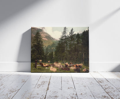 A picture of St. Moritz, cows at Johannisberg, Grisons, Switzerland
