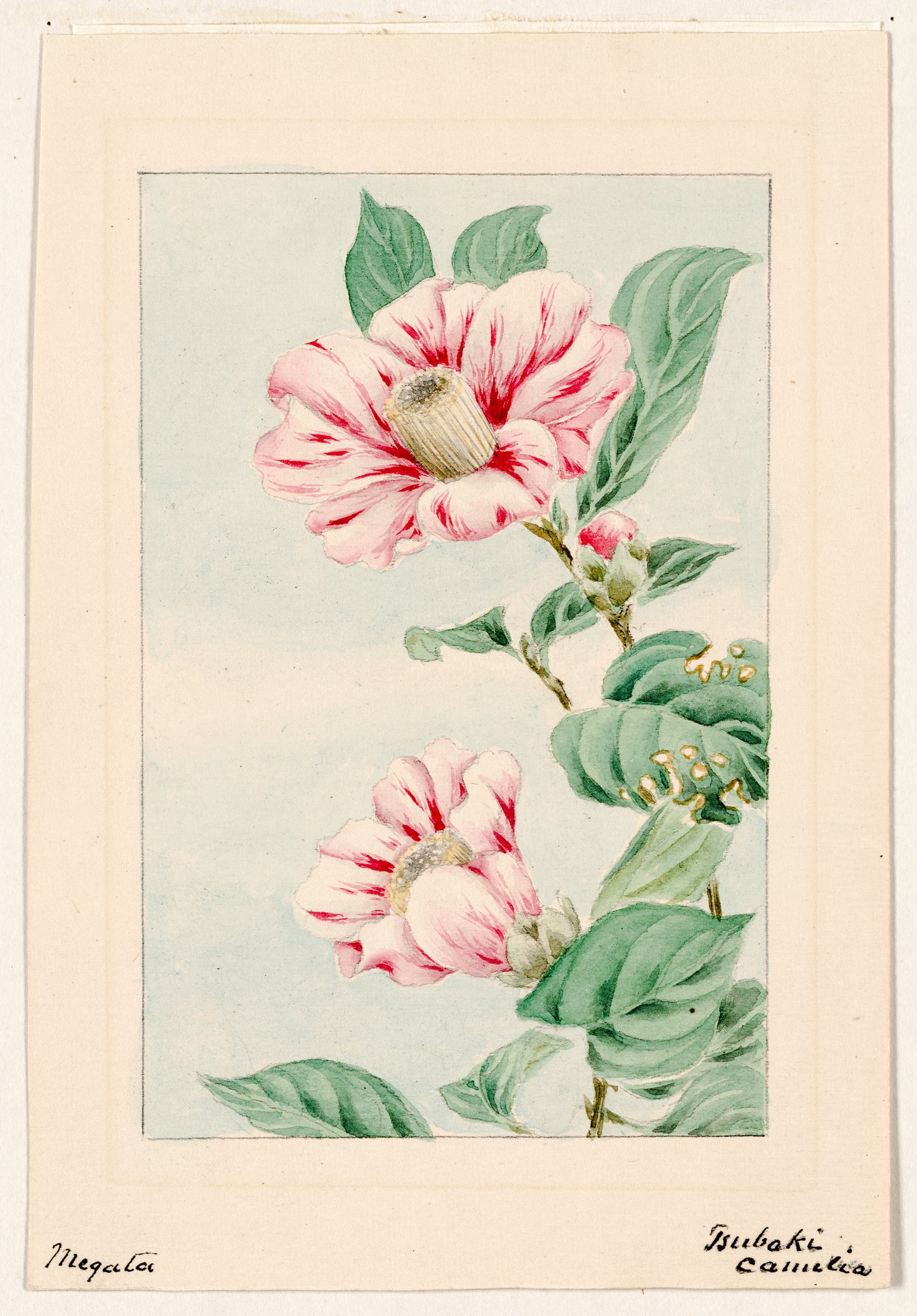 A picture of Tsubaki camelia i.e., camellia