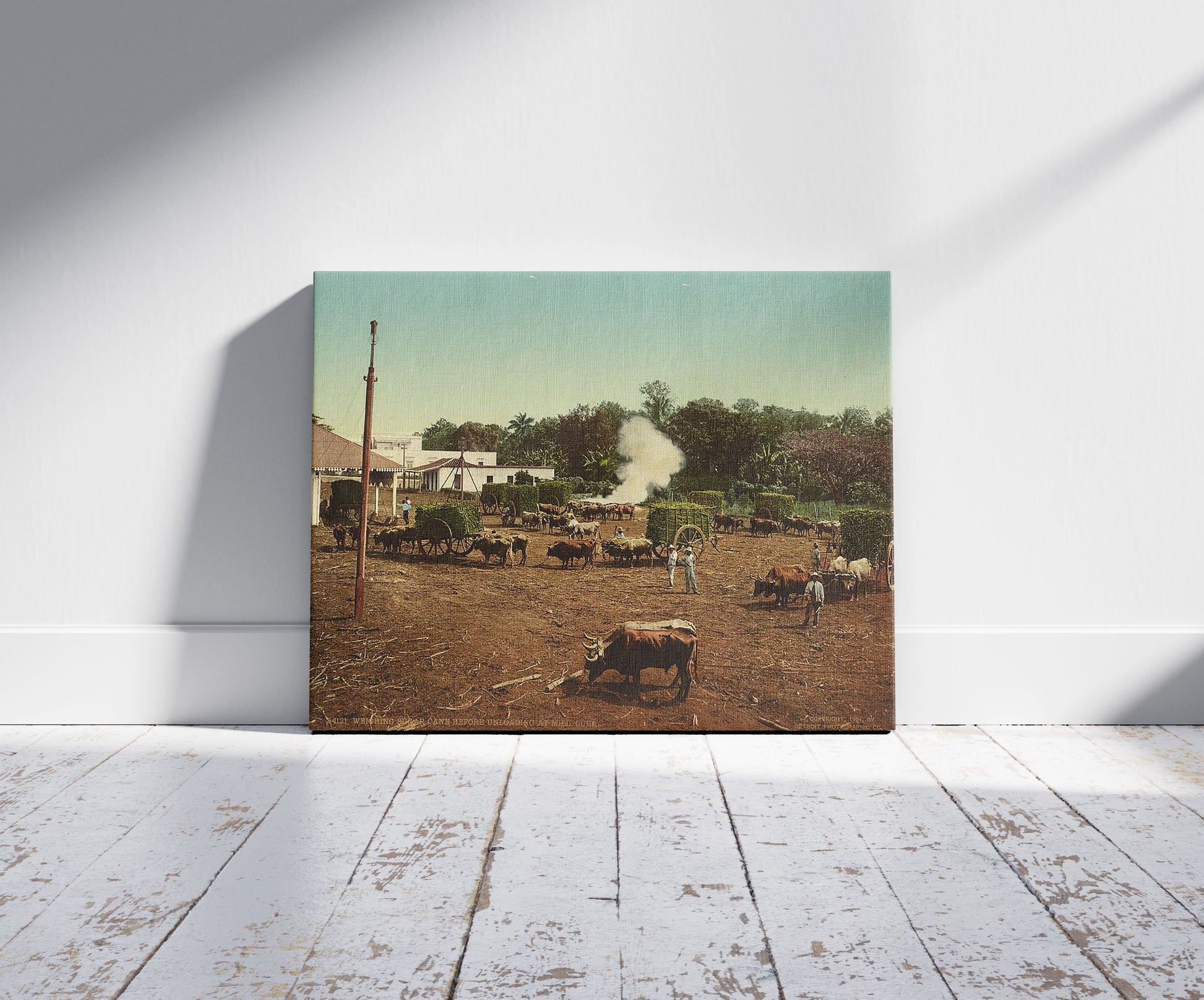 A picture of Weighing sugar cane before unloading at mill, Cuba