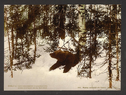 A picture of A bear coming out of his den, Russia