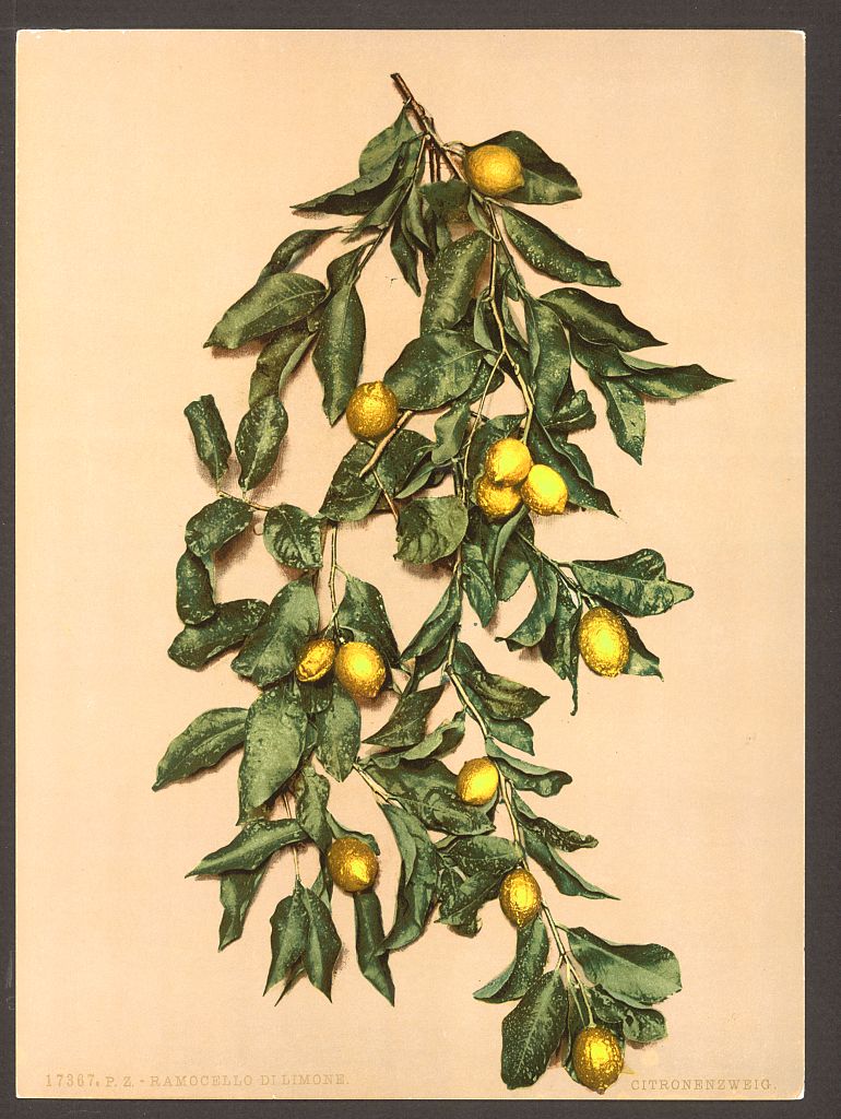 A picture of A branch of lemons, Limone, Lake Garda, Italy