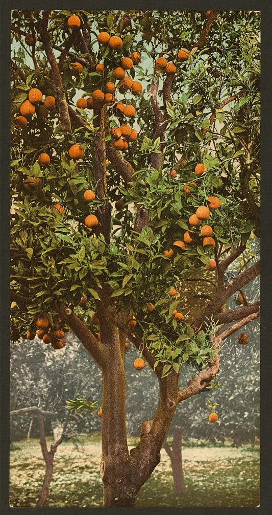 A picture of A California orange tree