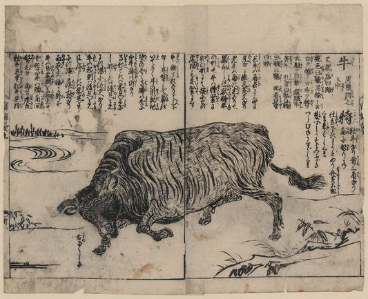 A picture of A large bull or ox