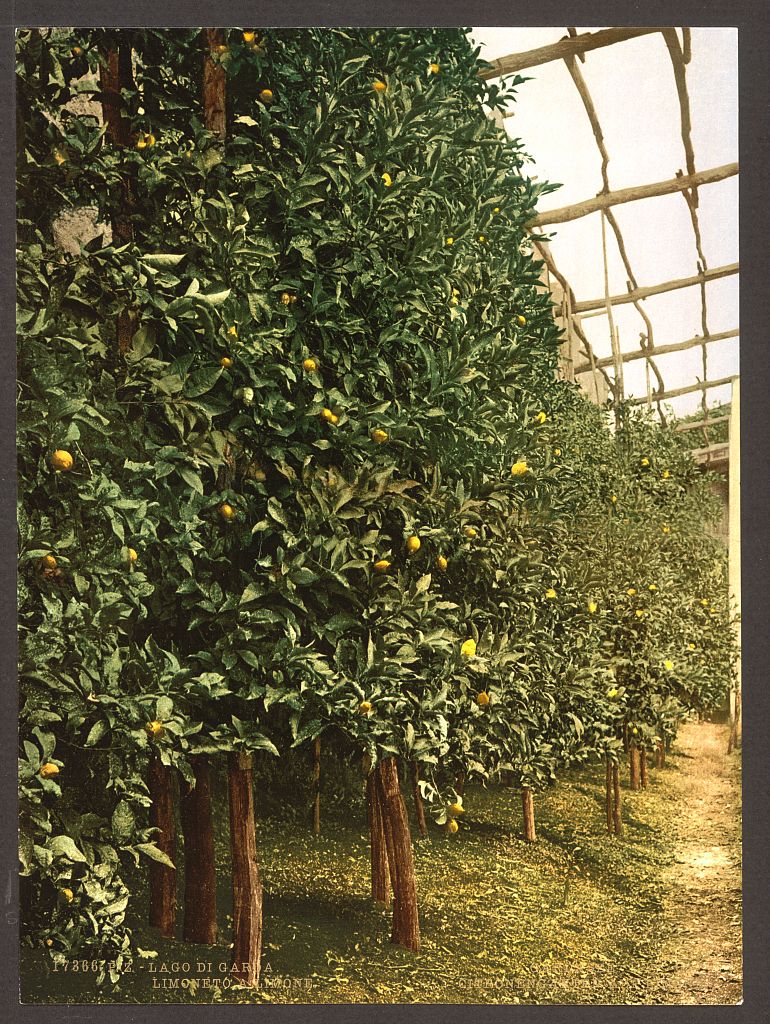 A picture of A lemon tree, Limone, Lake Garda, Italy