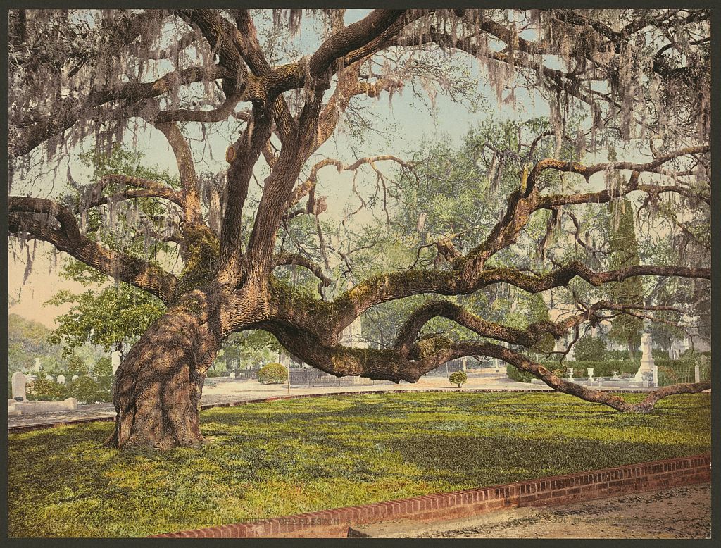 A picture of A live oak in Magnolia Cemetery, Charleston, S.C.