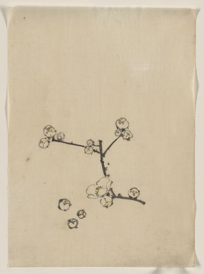 A picture of A tree branch with blossoms