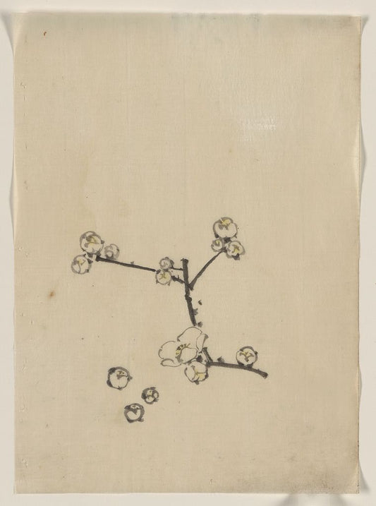A picture of A tree branch with blossoms