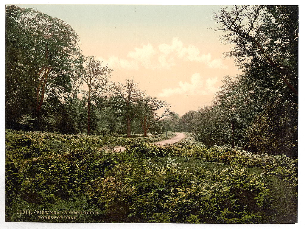 A picture of A view near Speech House, Forest of Dean, England