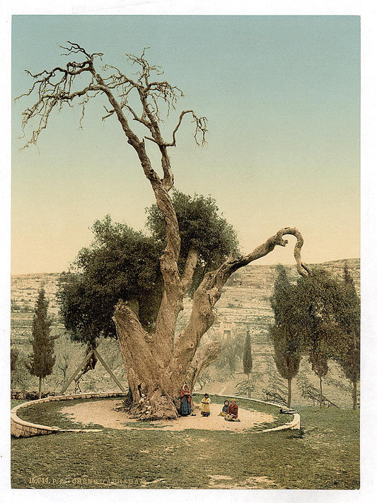 A picture of Abraham's tree Mamreh, Hebron, Holy Land, (i.e., West Bank)