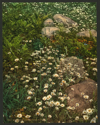 A picture of Adirondack mountain wild flowers