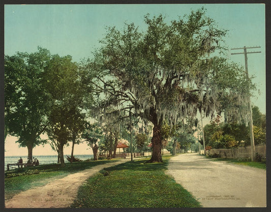 A picture of Along the bay, Bay St. Louis, Miss.