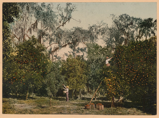 A picture of An Indian River Orange Grove, Florida