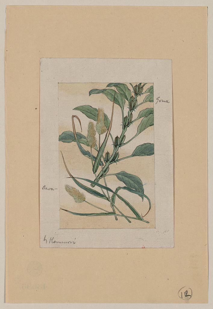 A picture of Awa - goma