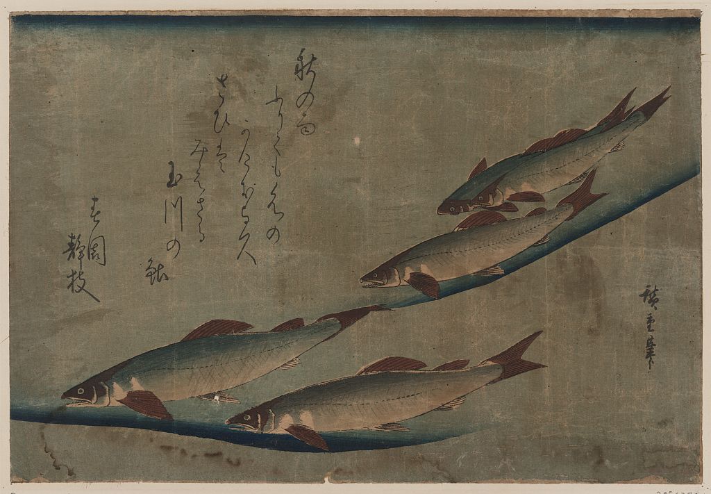 A picture of Ayu zu