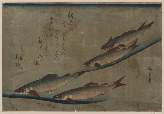 A picture of Ayu zu