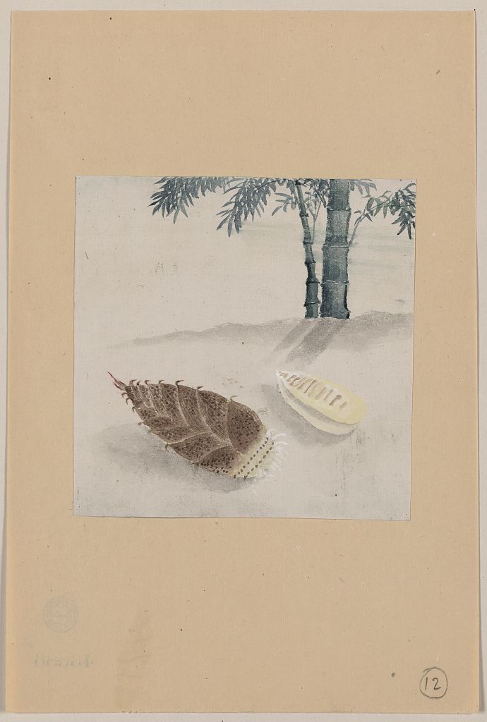 A picture of Bamboo shoot with plant growing in the background