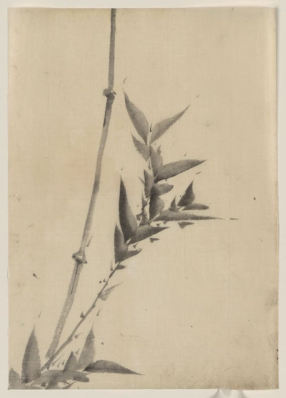 A picture of Bamboo shoots
